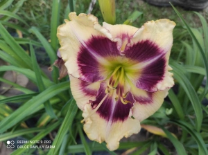 Daylily Aldric CZ