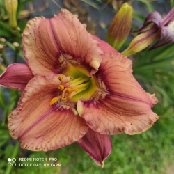Daylily Complex Complexities