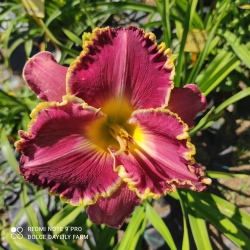 Daylily Love is Crazy