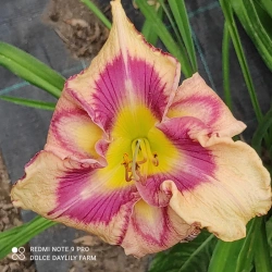 Daylily Tania CZ