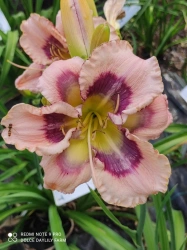 Daylily Angelo CZ