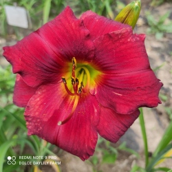 Hémérocalle Hemlock