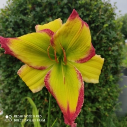 Daylily Abelard CZ (19 SOCH 0001 A)