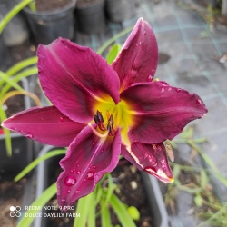 Daylily Constantin CZ (19SAK084B)