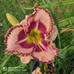 Daylily Mystic Image