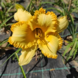 Daylily Dance Alone