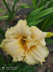 Daylily Coconut Surprise