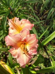 Daylily Jolly Dimpless