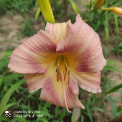 Daylily American Belle