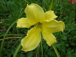 Daylily Songster