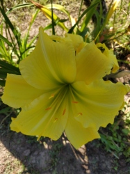 Denivka Yellow Ladyslipper