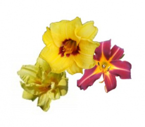 Collection of 3 daylily sorts