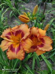 Daylily All Fired Up
