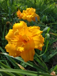 Daylily Double Cameo