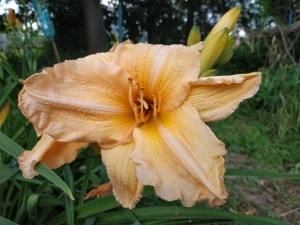 Hémérocalle Missouri Hello